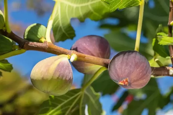 Feigenbäume richtig pflanzen: Der optimale Abstand zur Hauswand