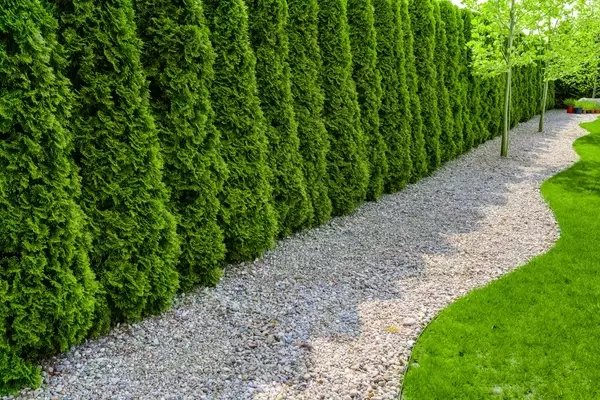 Die Wahl der optimalen Heckenpflanze für den Garten