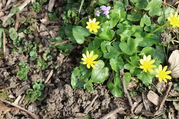Effiziente Methoden zur Beseitigung von Scharbockskraut im Garten