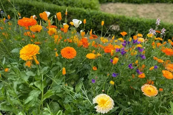 Bienenparadies im eigenen Garten: Eine Blumenwiese ohne Umgraben anlegen