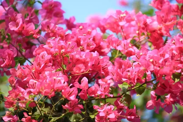Bougainvillea-Pflege mit Kaffeesatz: Ein umfassender Leitfaden