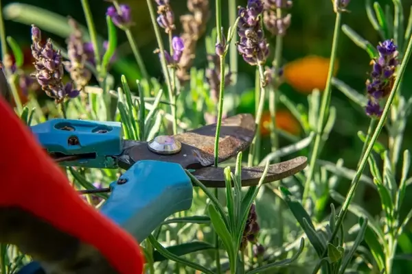 Lavendel: Was tun, wenn der Schnitt vergessen wurde?