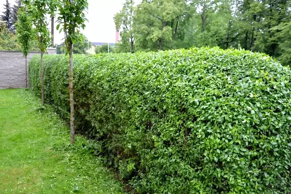 Liguster als ideale Umzäunung für Weideflächen: Vorteile und Pflegehinweise