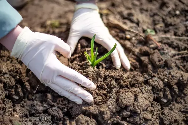 Gummihandschuhe: Unverzichtbare Helfer im Garten