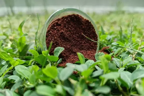 Kaffeesatz als umweltfreundliche Waffe gegen Giersch im Garten