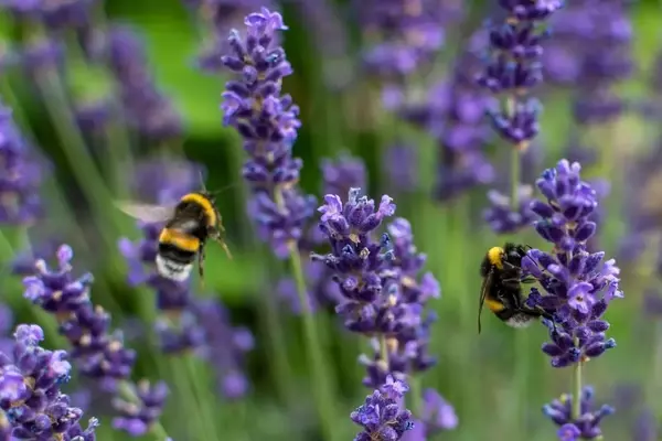 Lavendel als natürliche Wespenabwehr: Ein duftender Schutz für Ihr Zuhause