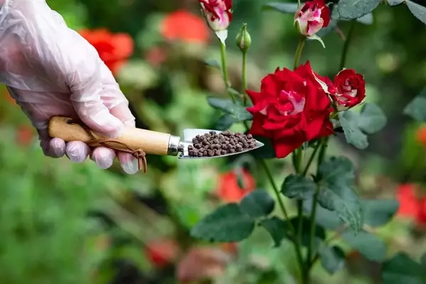 Rosenpflege: Blaukorn-Düngung – Vorzüge, Nachteile und optimale Anwendung