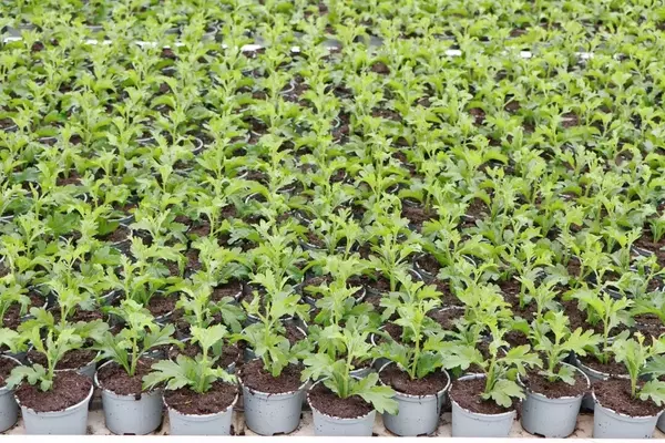 Praxisnahe Umsetzung der Torfreduktion im Gartenbau