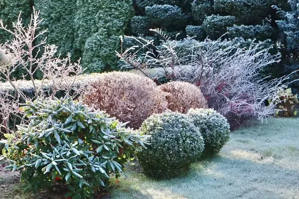 Ganzjährige Gartenpracht: Pflanzen, die den Winter verschönern