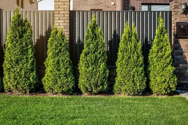 Thuja düngen: Risiken und Alternativen zu Blaukorn