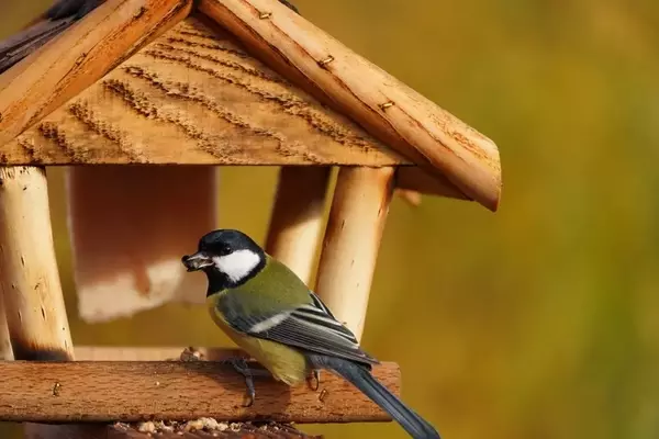 Optimale Vogelernährung im Garten: Auswahl und Bedeutung der richtigen Futtermischungen