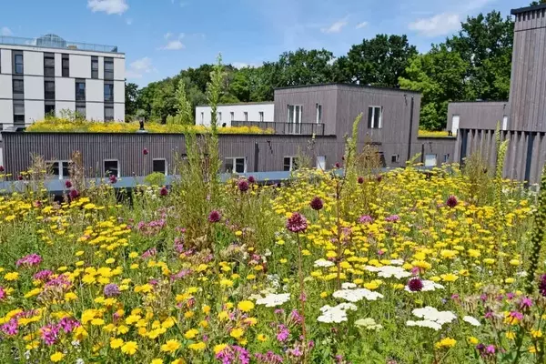 Gebäudegrün: Ein Schlüssel zur Klimaanpassung und urbanen Lebensqualität