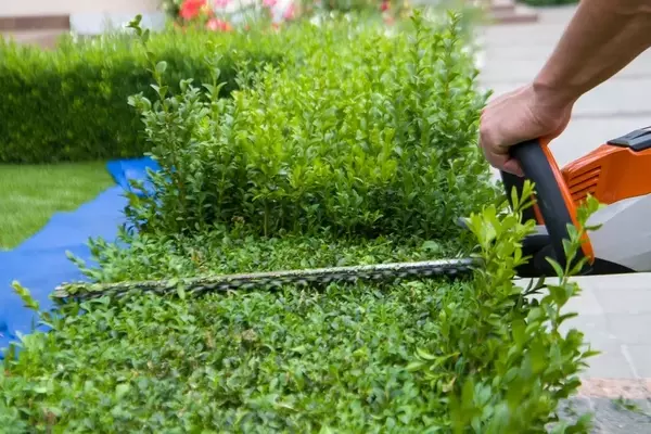 Heckenschnitt: Zeitpunkt, Technik und Pflege für eine gesunde Hecke