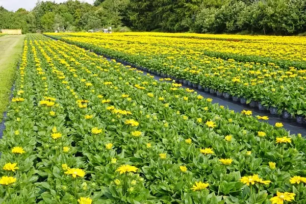 Deutsche Gartenbaubranche 2026: Ein kritischer Blick zur Jahresmitte