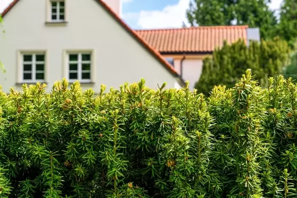 Gartenpflege leicht gemacht: Ästhetik bewahren, Aufwand reduzieren