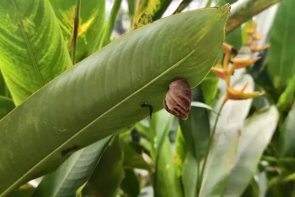Förderung von Nützlingen im Garten: Ein Leitfaden für ein natürliches Schädlingsmanagement