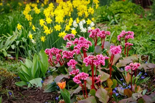 Gartenpracht: So verwandeln Sie Ihren Garten in ein leuchtendes Farbenmeer