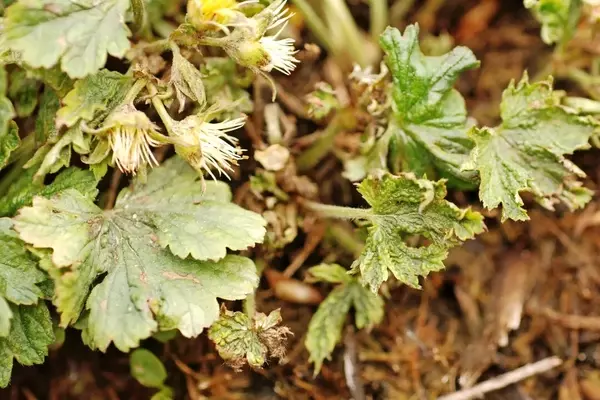 Herausforderungen und Pflege von Waldsteinia auf Friedhöfen