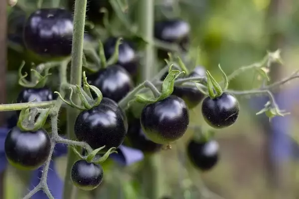Schwarze Tomaten: Gefahren und Genuss in der Küche