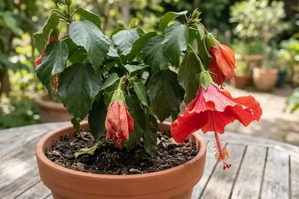 Hibiskus: Ursachen und Lösungen für herabhängende Blätter