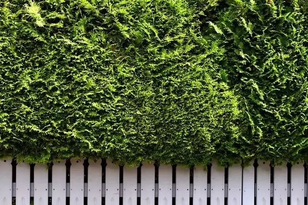 Thuja-Hecke richtig pflegen: Anleitung für den perfekten Rückschnitt
