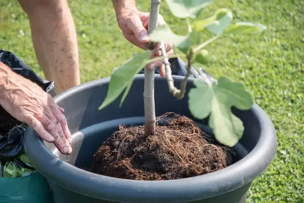 Feigenbaum im Topf erfolgreich überwintern