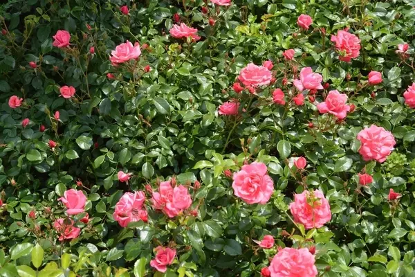 Die Kunst der Rosenunterpflanzung: Bodendecker für ein harmonisches Rosenbeet