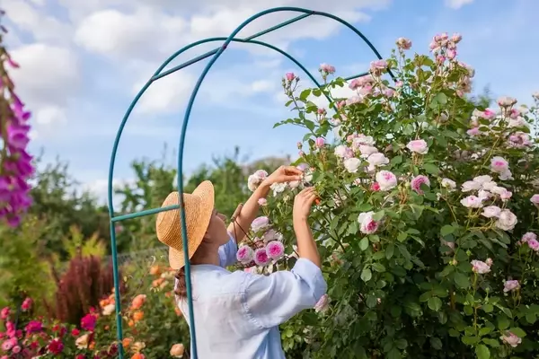 Der Rosenbogen: Eine Symbiose aus Ästhetik und Zweckmäßigkeit im Garten