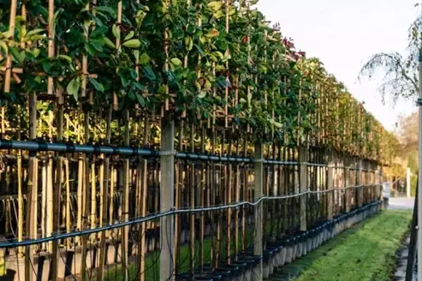 Hecke oder Spalierbaum: Die richtige Wahl für Ihre Gartengestaltung