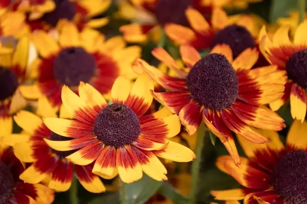Sonnenbraut pflegen: Schneidetechniken für üppiges Wachstum und lange Blüte
