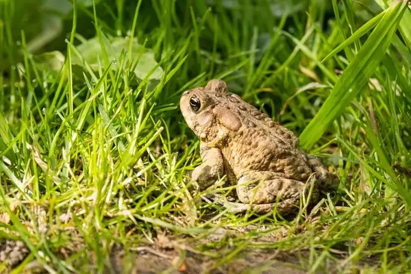 Erdkröten im Garten: Nützliche Helfer und ihr Schutz