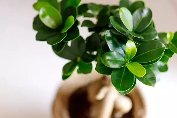 Ficus Ginseng: Ursachen für Blattverlust und schnelle Hilfe