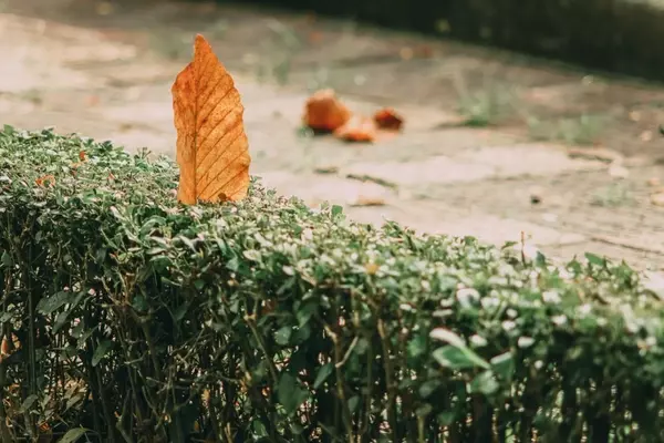 Hecke pflanzen im Herbst: Erfolgreicher Start vor dem Winter für eine prächtige Gartenhecke