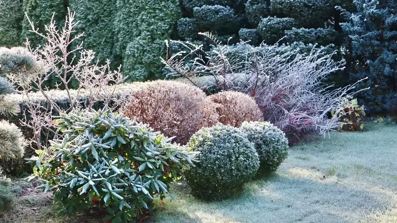 Ganzjährige Gartenpracht: Pflanzen, die den Winter verschönern