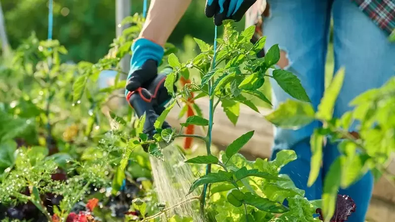 Tomatenpflege: Geiztriebe entfernen, auch wenn es spät ist