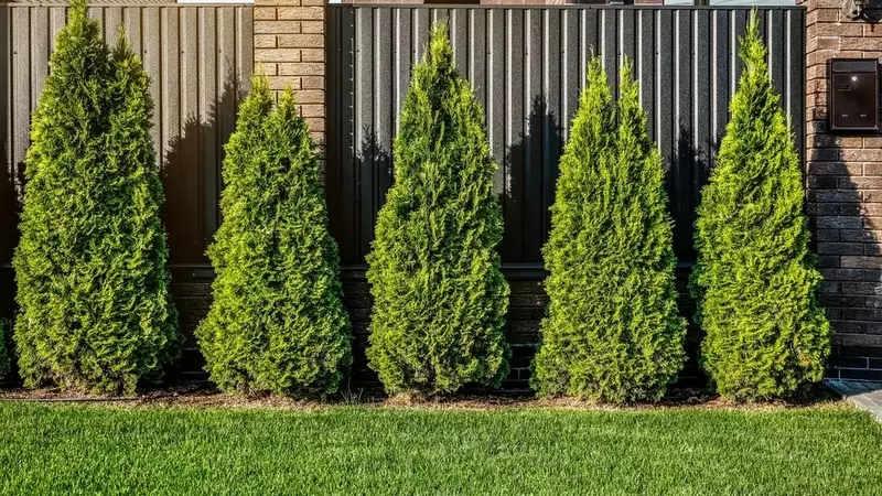 Thuja-Hecken richtig düngen: Blaukorn – Segen oder Gefahr?
