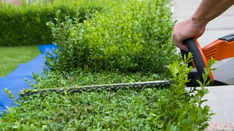 Heckenschnitt: Zeitpunkt, Technik und Pflege für eine gesunde Hecke