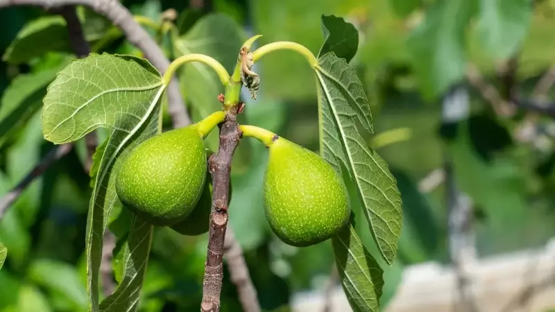 Gelbe Blätter am Feigenbaum: Ursachen erkennen und gezielt handeln