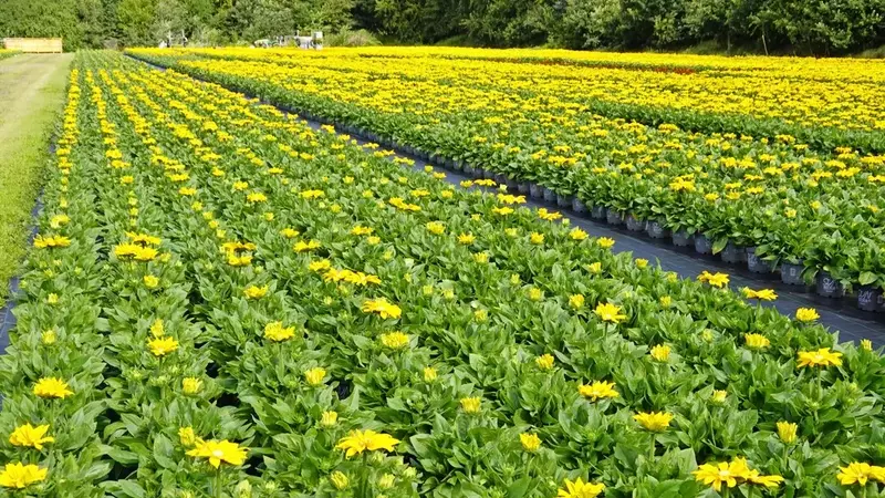 Deutsche Gartenbaubranche 2026: Ein kritischer Blick zur Jahresmitte