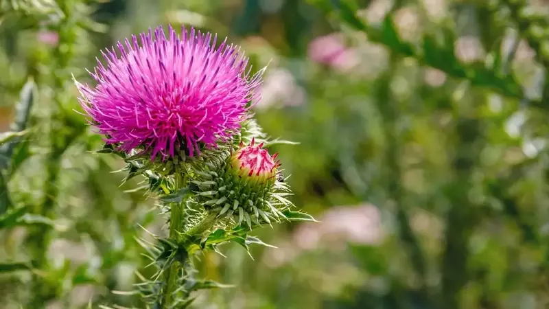 Disteln dauerhaft aus dem Garten entfernen: Ein umfassender Leitfaden