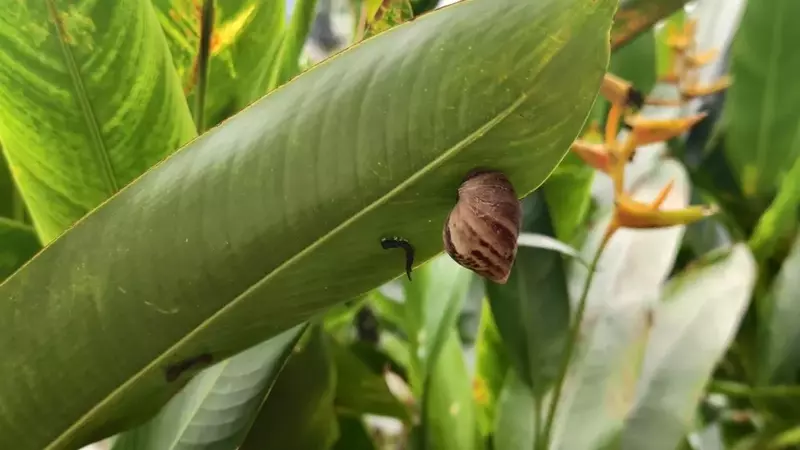 Förderung von Nützlingen im Garten: Ein Leitfaden für ein natürliches Schädlingsmanagement