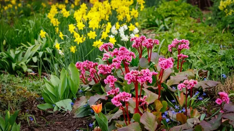 Gartenpracht: So verwandeln Sie Ihren Garten in ein leuchtendes Farbenmeer