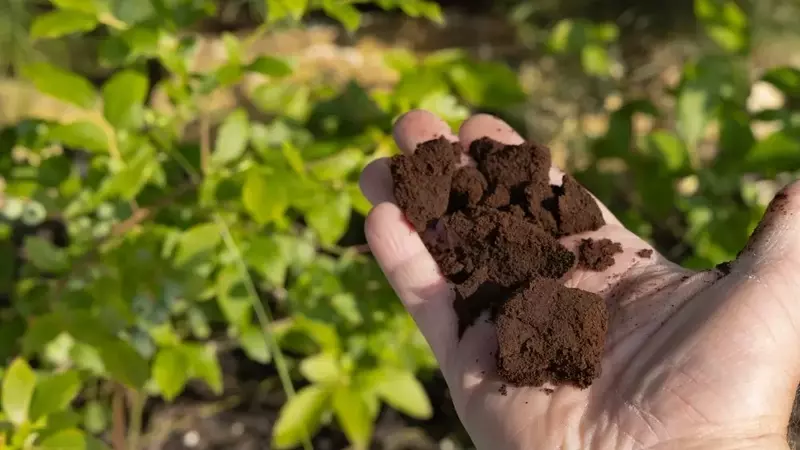 Kaffeepulver als organischer Dünger für Kürbisse: Eine umfassende Anleitung