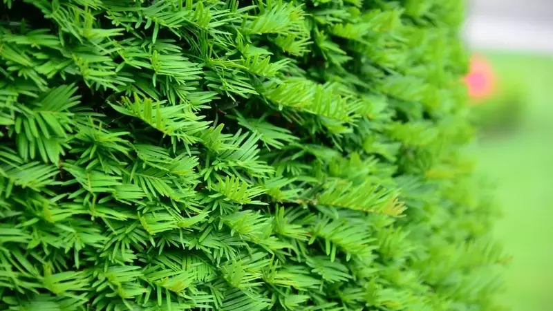 Innovative Sichtschutz-Hecken: Grüne Alternativen für Thuja und Kirschlorbeer