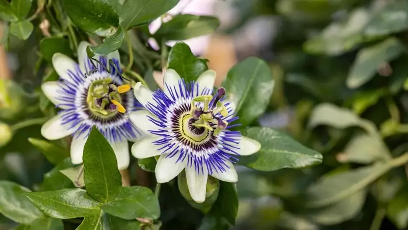 Passionsblume ohne Blütenpracht: Ursachenforschung und Handlungsempfehlungen