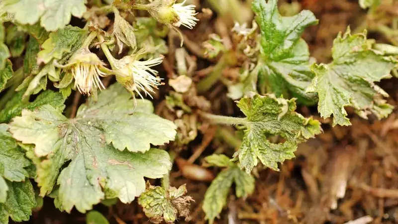 Herausforderungen und Pflege von Waldsteinia auf Friedhöfen