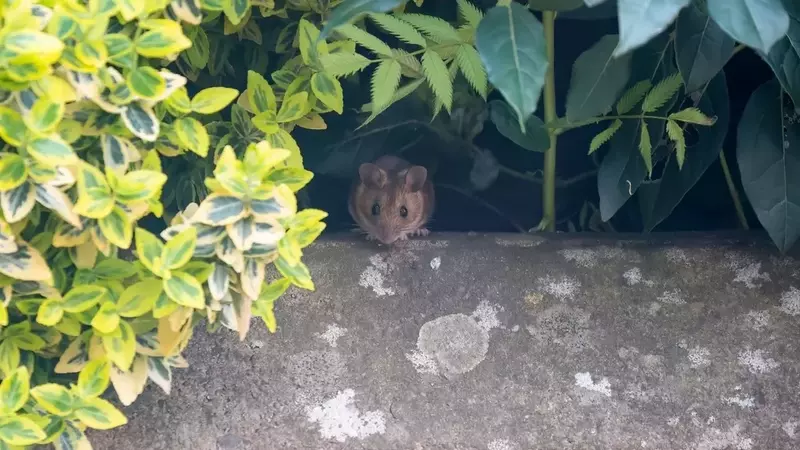Effektiver Pflanzenschutz: Strategien gegen Schädlinge im Garten