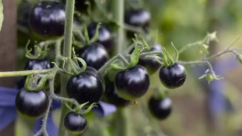 Schwarze Tomaten: Gefahren und Genuss in der Küche