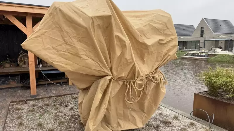 Sichere Überwinterung des Olivenbaums im Freien