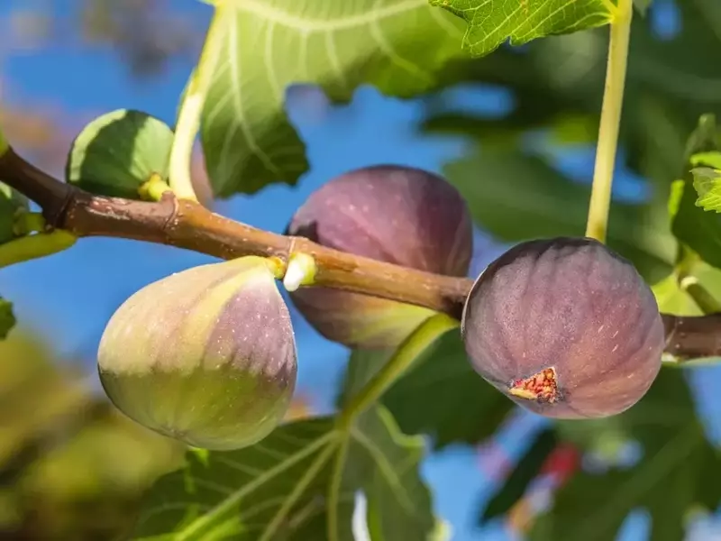 Feigenbäume richtig pflanzen: Der optimale Abstand zur Hauswand